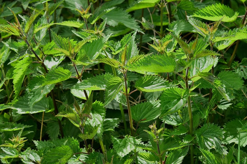 Herb Spiral