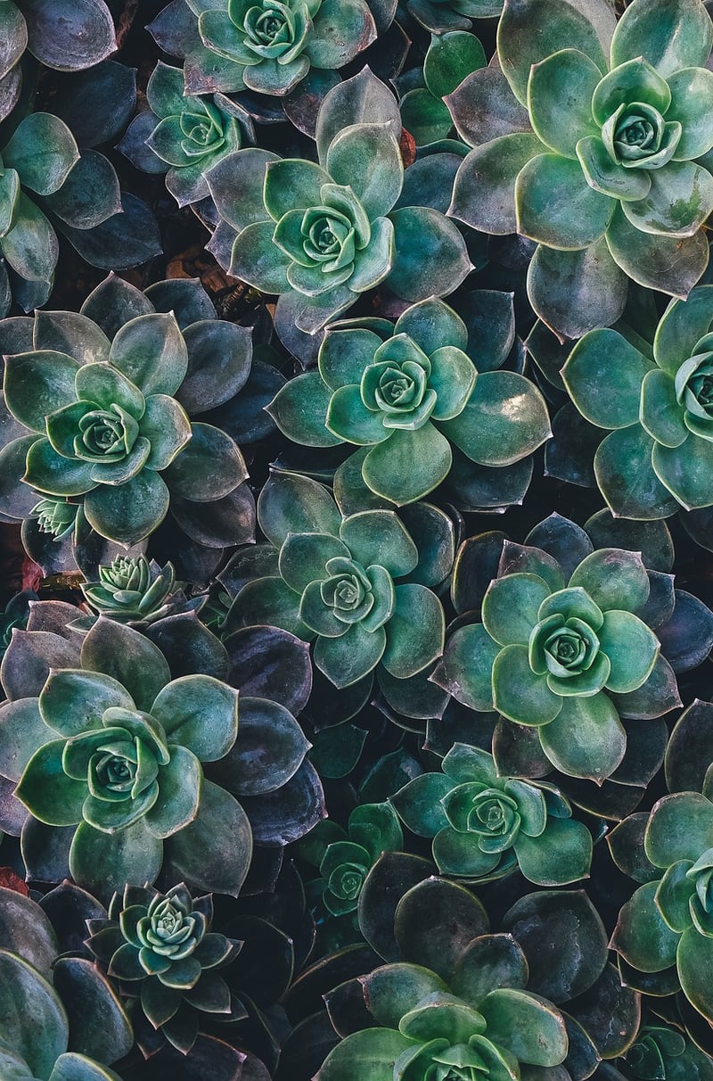 Succulent Wall Garden